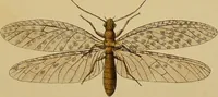 An illustration from An elementary manual of New Zealand entomology : being an introduction to the study of our native insects / With 21 coloured plates. By G.V. Hudson. (1892)