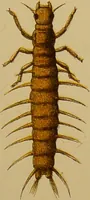 An illustration from An elementary manual of New Zealand entomology : being an introduction to the study of our native insects / With 21 coloured plates. By G.V. Hudson. (1892)