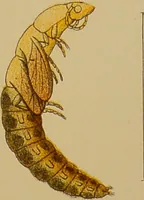 Picture 25 of 35 from An elementary manual of New Zealand entomology : being an introduction to the study of our native insects / With 21 coloured plates. By G.V. Hudson. (1892), leaf 197