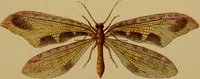 An illustration from An elementary manual of New Zealand entomology : being an introduction to the study of our native insects / With 21 coloured plates. By G.V. Hudson. (1892)