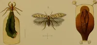 Picture 27 of 35 from An elementary manual of New Zealand entomology : being an introduction to the study of our native insects / With 21 coloured plates. By G.V. Hudson. (1892), leaf 197