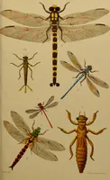 An illustration from An elementary manual of New Zealand entomology : being an introduction to the study of our native insects / With 21 coloured plates. By G.V. Hudson. (1892)