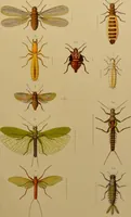 Picture 29 of 35 from An elementary manual of New Zealand entomology : being an introduction to the study of our native insects / With 21 coloured plates. By G.V. Hudson. (1892), leaf 205