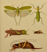 Picture 30 of 35 from An elementary manual of New Zealand entomology : being an introduction to the study of our native insects / With 21 coloured plates. By G.V. Hudson. (1892), leaf 209