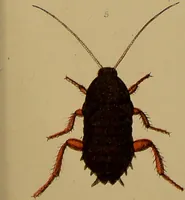 Picture 31 of 35 from An elementary manual of New Zealand entomology : being an introduction to the study of our native insects / With 21 coloured plates. By G.V. Hudson. (1892), leaf 209