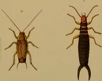 Picture 32 of 35 from An elementary manual of New Zealand entomology : being an introduction to the study of our native insects / With 21 coloured plates. By G.V. Hudson. (1892), leaf 209