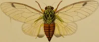 An illustration from An elementary manual of New Zealand entomology : being an introduction to the study of our native insects / With 21 coloured plates. By G.V. Hudson. (1892)