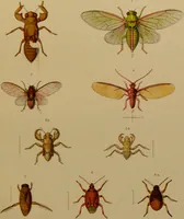 Picture 35 of 35 from An elementary manual of New Zealand entomology : being an introduction to the study of our native insects / With 21 coloured plates. By G.V. Hudson. (1892), leaf 221