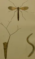 An illustration from An elementary manual of New Zealand entomology : being an introduction to the study of our native insects / With 21 coloured plates. By G.V. Hudson. (1892)
