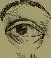 An illustration from Faces we meet, and, how to read them / by R.B.D. Wells. (1880)