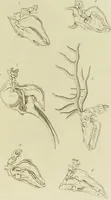 An illustration from Essays on physiognomy : designed to promote the knowledge and the love of mankind / written in the German language by John Caspar Lavater ; and translated into English by Thomas Holcroft ; to which are added one hundred physiognomonical rules, a posthumous work by Mr. Lavater and Memoirs of the life of the author. (1855)