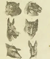 An illustration from Essays on physiognomy : designed to promote the knowledge and the love of mankind / written in the German language by John Caspar Lavater ; and translated into English by Thomas Holcroft ; to which are added one hundred physiognomonical rules, a posthumous work by Mr. Lavater and Memoirs of the life of the author. (1855)