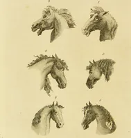An illustration from Essays on physiognomy : designed to promote the knowledge and the love of mankind / written in the German language by John Caspar Lavater ; and translated into English by Thomas Holcroft ; to which are added one hundred physiognomonical rules, a posthumous work by Mr. Lavater and Memoirs of the life of the author. (1855)