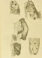 An illustration from Essays on physiognomy : designed to promote the knowledge and the love of mankind / written in the German language by John Caspar Lavater ; and translated into English by Thomas Holcroft ; to which are added one hundred physiognomonical rules, a posthumous work by Mr. Lavater and Memoirs of the life of the author. (1855)