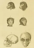 An illustration from Essays on physiognomy : designed to promote the knowledge and the love of mankind / written in the German language by John Caspar Lavater ; and translated into English by Thomas Holcroft ; to which are added one hundred physiognomonical rules, a posthumous work by Mr. Lavater and Memoirs of the life of the author. (1855)
