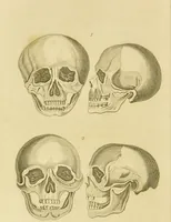 An illustration from Essays on physiognomy : designed to promote the knowledge and the love of mankind / written in the German language by John Caspar Lavater ; and translated into English by Thomas Holcroft ; to which are added one hundred physiognomonical rules, a posthumous work by Mr. Lavater and Memoirs of the life of the author. (1855)