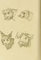 An illustration from Essays on physiognomy : designed to promote the knowledge and the love of mankind / written in the German language by John Caspar Lavater ; and translated into English by Thomas Holcroft ; to which are added one hundred physiognomonical rules, a posthumous work by Mr. Lavater and Memoirs of the life of the author. (1855)