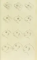 An illustration from Essays on physiognomy : designed to promote the knowledge and the love of mankind / written in the German language by John Caspar Lavater ; and translated into English by Thomas Holcroft ; to which are added one hundred physiognomonical rules, a posthumous work by Mr. Lavater and Memoirs of the life of the author. (1855)