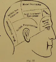 An illustration from The revised twentieth-century phrenology : embracing a new seven-fold classification of the temperaments, a uniform and complete nomenclature of the centres, re-grouping of the centres, new illustrations, new discoveries / by John William Taylor. (1901)