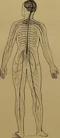 An illustration from The revised twentieth-century phrenology : embracing a new seven-fold classification of the temperaments, a uniform and complete nomenclature of the centres, re-grouping of the centres, new illustrations, new discoveries / by John William Taylor. (1901)