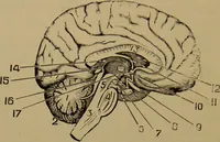 An illustration from The revised twentieth-century phrenology : embracing a new seven-fold classification of the temperaments, a uniform and complete nomenclature of the centres, re-grouping of the centres, new illustrations, new discoveries / by John William Taylor. (1901)