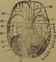 An illustration from The revised twentieth-century phrenology : embracing a new seven-fold classification of the temperaments, a uniform and complete nomenclature of the centres, re-grouping of the centres, new illustrations, new discoveries / by John William Taylor. (1901)