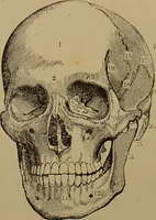 An illustration from The revised twentieth-century phrenology : embracing a new seven-fold classification of the temperaments, a uniform and complete nomenclature of the centres, re-grouping of the centres, new illustrations, new discoveries / by John William Taylor. (1901)