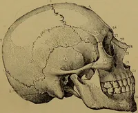 An illustration from The revised twentieth-century phrenology : embracing a new seven-fold classification of the temperaments, a uniform and complete nomenclature of the centres, re-grouping of the centres, new illustrations, new discoveries / by John William Taylor. (1901)