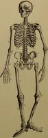 Picture 13 of 38 from The revised twentieth-century phrenology : embracing a new seven-fold classification of the temperaments, a uniform and complete nomenclature of the centres, re-grouping of the centres, new illustrations, new discoveries / by John William Taylor. (1901), leaf 50
