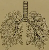 An illustration from The revised twentieth-century phrenology : embracing a new seven-fold classification of the temperaments, a uniform and complete nomenclature of the centres, re-grouping of the centres, new illustrations, new discoveries / by John William Taylor. (1901)