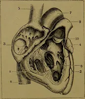 Picture 16 of 38 from The revised twentieth-century phrenology : embracing a new seven-fold classification of the temperaments, a uniform and complete nomenclature of the centres, re-grouping of the centres, new illustrations, new discoveries / by John William Taylor. (1901), leaf 56