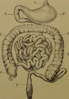 An illustration from The revised twentieth-century phrenology : embracing a new seven-fold classification of the temperaments, a uniform and complete nomenclature of the centres, re-grouping of the centres, new illustrations, new discoveries / by John William Taylor. (1901)