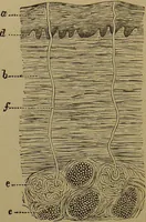 An illustration from The revised twentieth-century phrenology : embracing a new seven-fold classification of the temperaments, a uniform and complete nomenclature of the centres, re-grouping of the centres, new illustrations, new discoveries / by John William Taylor. (1901)