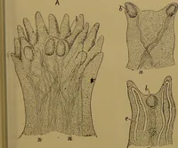 Picture 19 of 38 from The revised twentieth-century phrenology : embracing a new seven-fold classification of the temperaments, a uniform and complete nomenclature of the centres, re-grouping of the centres, new illustrations, new discoveries / by John William Taylor. (1901), leaf 65