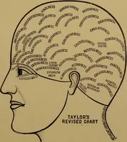 An illustration from The revised twentieth-century phrenology : embracing a new seven-fold classification of the temperaments, a uniform and complete nomenclature of the centres, re-grouping of the centres, new illustrations, new discoveries / by John William Taylor. (1901)