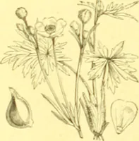 Picture 80 of 757 from Flore pittoresque de la France : anatomie, physiologie, classification, description des plantes indigènes et cultivées au point de vue de l'agriculture, de l'horticulture et de la sylviculture / publiée sous la direction de J. Rothschild. (1885), leaf 104
