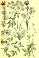 Picture 81 of 757 from Flore pittoresque de la France : anatomie, physiologie, classification, description des plantes indigènes et cultivées au point de vue de l'agriculture, de l'horticulture et de la sylviculture / publiée sous la direction de J. Rothschild. (1885), leaf 105