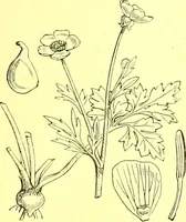 Picture 82 of 757 from Flore pittoresque de la France : anatomie, physiologie, classification, description des plantes indigènes et cultivées au point de vue de l'agriculture, de l'horticulture et de la sylviculture / publiée sous la direction de J. Rothschild. (1885), leaf 107