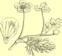 An illustration from Flore pittoresque de la France : anatomie, physiologie, classification, description des plantes indigènes et cultivées au point de vue de l'agriculture, de l'horticulture et de la sylviculture / publiée sous la direction de J. Rothschild. (1885)