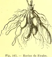 Picture 84 of 757 from Flore pittoresque de la France : anatomie, physiologie, classification, description des plantes indigènes et cultivées au point de vue de l'agriculture, de l'horticulture et de la sylviculture / publiée sous la direction de J. Rothschild. (1885), leaf 107