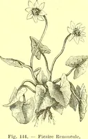 Picture 85 of 757 from Flore pittoresque de la France : anatomie, physiologie, classification, description des plantes indigènes et cultivées au point de vue de l'agriculture, de l'horticulture et de la sylviculture / publiée sous la direction de J. Rothschild. (1885), leaf 107