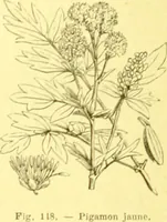 An illustration from Flore pittoresque de la France : anatomie, physiologie, classification, description des plantes indigènes et cultivées au point de vue de l'agriculture, de l'horticulture et de la sylviculture / publiée sous la direction de J. Rothschild. (1885)
