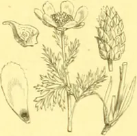 An illustration from Flore pittoresque de la France : anatomie, physiologie, classification, description des plantes indigènes et cultivées au point de vue de l'agriculture, de l'horticulture et de la sylviculture / publiée sous la direction de J. Rothschild. (1885)