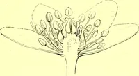 Picture 88 of 757 from Flore pittoresque de la France : anatomie, physiologie, classification, description des plantes indigènes et cultivées au point de vue de l'agriculture, de l'horticulture et de la sylviculture / publiée sous la direction de J. Rothschild. (1885), leaf 109