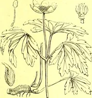 Picture 89 of 757 from Flore pittoresque de la France : anatomie, physiologie, classification, description des plantes indigènes et cultivées au point de vue de l'agriculture, de l'horticulture et de la sylviculture / publiée sous la direction de J. Rothschild. (1885), leaf 109