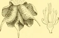 An illustration from Flore pittoresque de la France : anatomie, physiologie, classification, description des plantes indigènes et cultivées au point de vue de l'agriculture, de l'horticulture et de la sylviculture / publiée sous la direction de J. Rothschild. (1885)