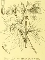 An illustration from Flore pittoresque de la France : anatomie, physiologie, classification, description des plantes indigènes et cultivées au point de vue de l'agriculture, de l'horticulture et de la sylviculture / publiée sous la direction de J. Rothschild. (1885)