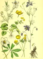 Picture 92 of 757 from Flore pittoresque de la France : anatomie, physiologie, classification, description des plantes indigènes et cultivées au point de vue de l'agriculture, de l'horticulture et de la sylviculture / publiée sous la direction de J. Rothschild. (1885), leaf 111