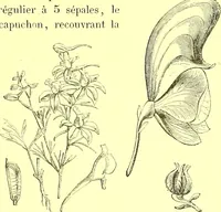 Picture 93 of 757 from Flore pittoresque de la France : anatomie, physiologie, classification, description des plantes indigènes et cultivées au point de vue de l'agriculture, de l'horticulture et de la sylviculture / publiée sous la direction de J. Rothschild. (1885), leaf 113