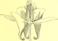 An illustration from Flore pittoresque de la France : anatomie, physiologie, classification, description des plantes indigènes et cultivées au point de vue de l'agriculture, de l'horticulture et de la sylviculture / publiée sous la direction de J. Rothschild. (1885)